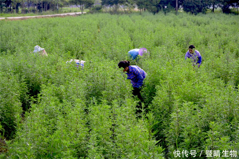 艾草种植全流程实操指南：从选苗定植到采收加工，一文讲清