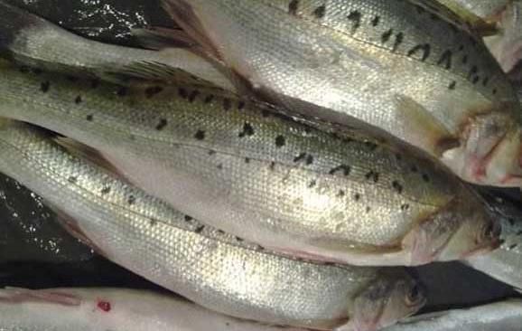 今天才知道,海鲈鱼和淡水鲈鱼差别这么大,选对了才肉嫩味美