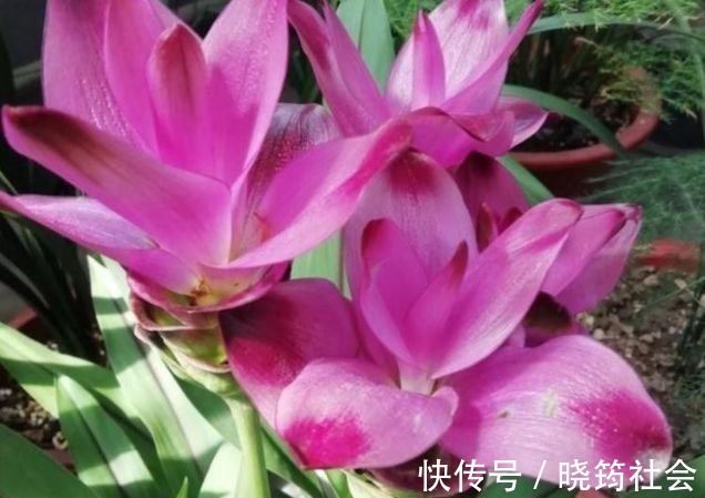 百合花|4种花深受花友的喜欢,开花爆盆很简单,美不胜收,你养了吗