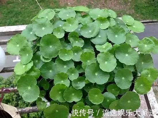 养不好铜钱草，小花匠教你几个“窍门”，叶片巴掌大，满盆爆铜钱