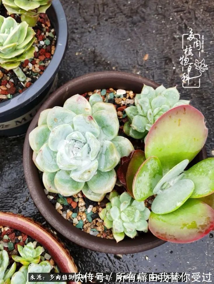 人如多肉，经阳光雨露历练后，亦会越挫越勇！