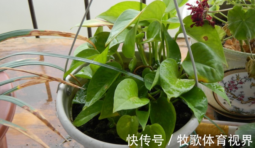 养这4种花不要太勤快，“懒养”更好活，值得新手尝试