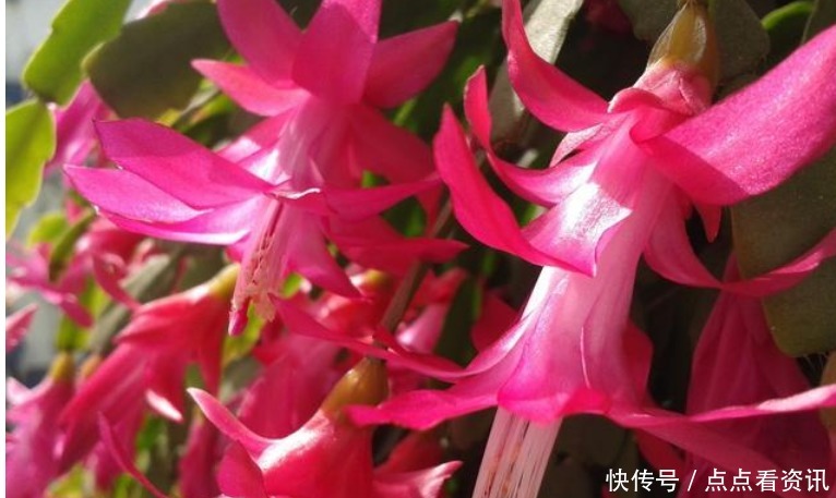 “4种花”埋土里就活,不用管也能花开不断,好养易活开成花海!