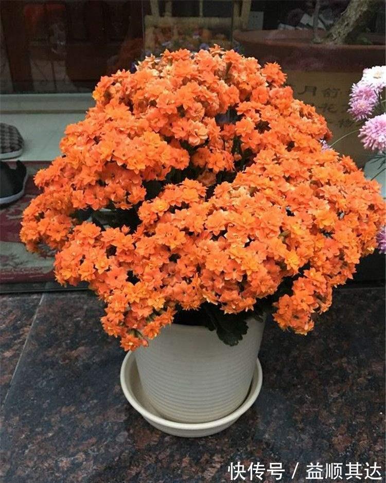 植物|三角梅长寿花不开花？用点“小手段”，催出满盆花苞，就是欠修理