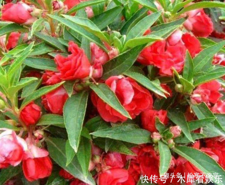 阳台养花,不妨养这款植物,花期长又好养,沾土就活