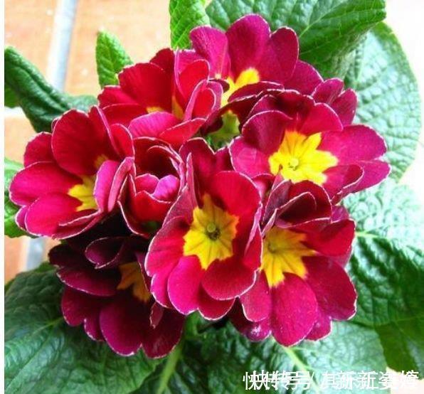 玫瑰海棠玫瑰海棠|4种“开花王”,一开就是300多天,花朵硕大,花期长!