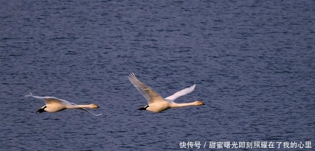 老年|太美了!走,去咸阳三原清浴河看天鹅