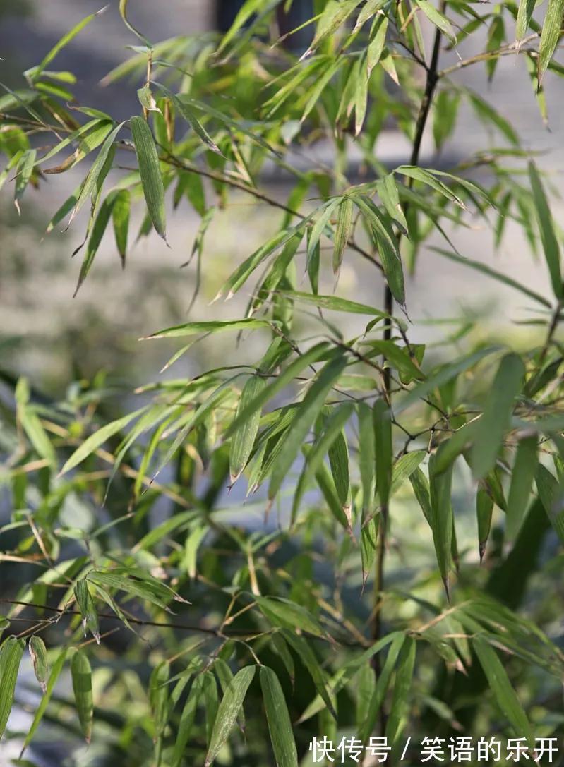 梅兰竹菊被誉为花中四君子，它们都有什么与众不同的特点呢？