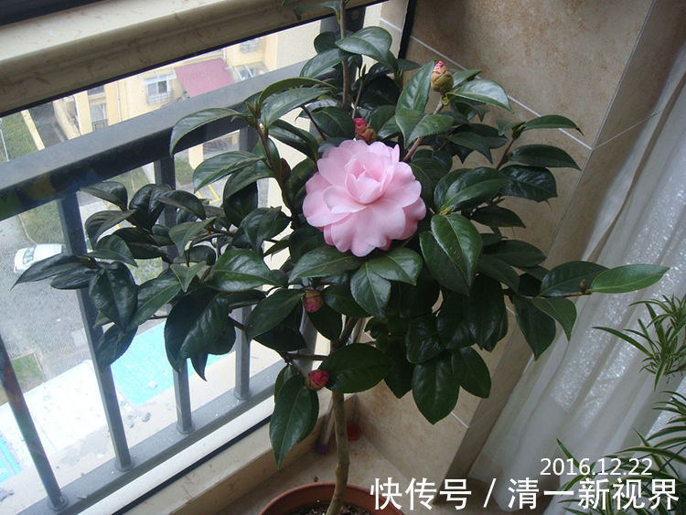 菊花|家里养花，不如养“珍稀名菊”绿乒乓，色如翡翠形似乒乓，美极了