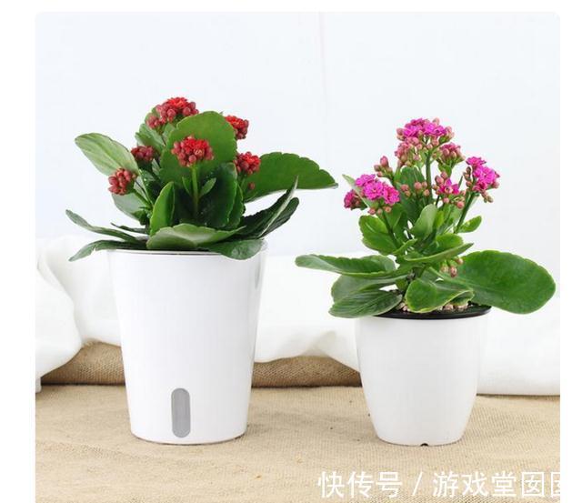 别再乱买花了,这8种花一年开几次,易养活还开花爆盘