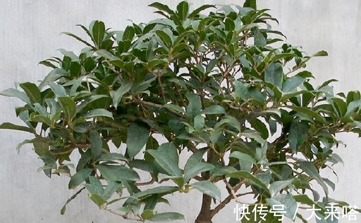 干枯|桂花叶子焦干,落叶?3个步骤做好了,年年“桂花”挂一树
