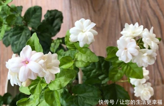 适合扦插的“4种花”,沾土就活,想练手可以养,轻松繁殖一大片!