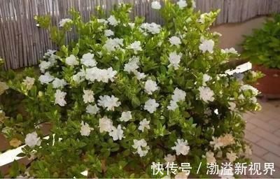 阶段|茉莉花“虚弱”的3个阶段！不能晒！越晒越傻
