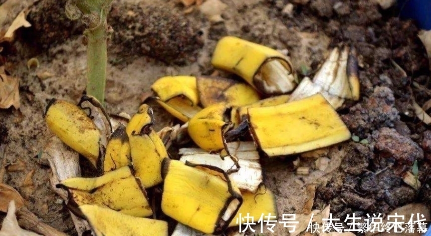 香蕉皮|养什么花,都可以用“1斤香蕉皮”,能让叶子更油绿,开花爆满盆
