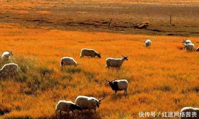 另一个敕勒川:高欢的眼泪