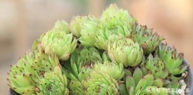 老桩|3种多肉植物,号称“爆崽小能手”,上色美长满盆,养成群生老桩