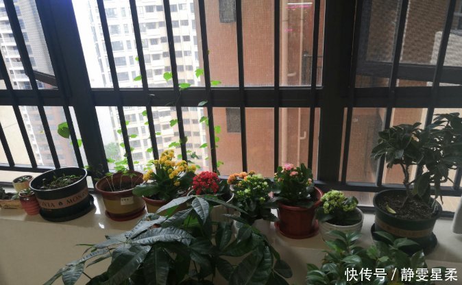 北阳台养花,选对植物,也能造个小花园