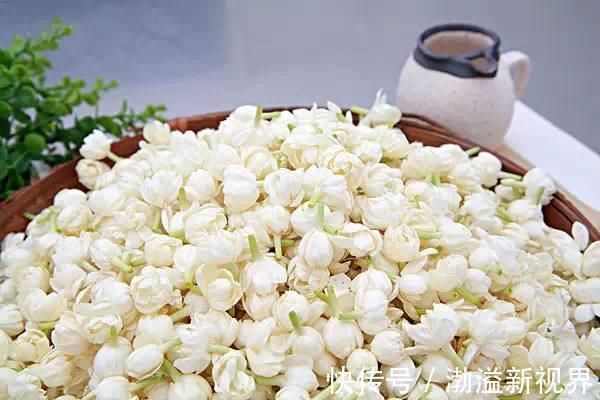 扦插|栀子花、茉莉花用塑料瓶扦插，装点水就生根，新手也能用！