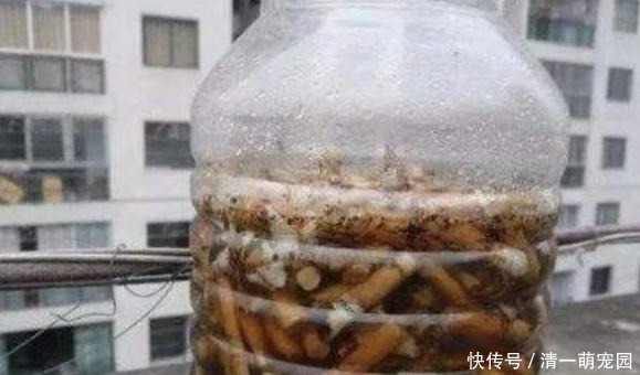 春天盆栽多肉爱生虫?别再头疼怎么除掉了,用它们分分钟解决