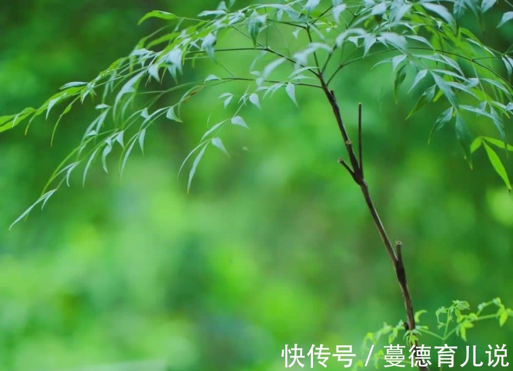 菊花茶|做人16贵，贵在善良；生活16好，好在心态