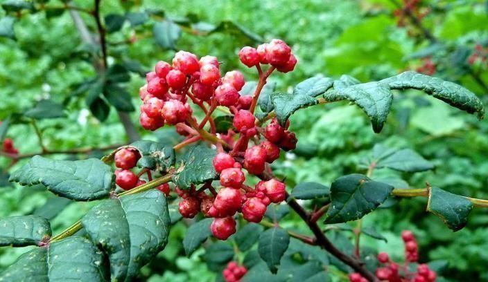 温中止痛|花椒是一大“补药”,这4种病都“不攻自破”别在随便扔掉了