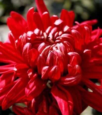 喜欢菊花,不如养盆“菊中精品”红宝石,似灿烂红霞,红艳美丽!