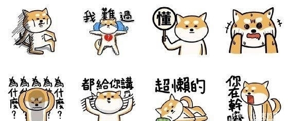 柴犬君|大家还记得那只在二次元爆火的肌肉柴犬吗?现如今终于有实体版了
