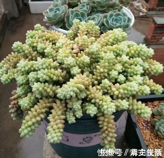 玉坠|把玉坠养出老桩不难,养出艳丽颜色就不简单了!