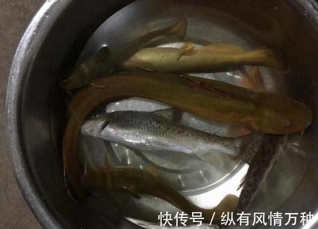 渔获|广西一男子钓获“奇怪”黄辣丁,有人说是“牛尾巴”,这鱼好吃吗