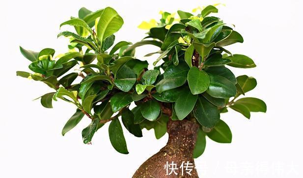 盆景叶片太大,如何控叶