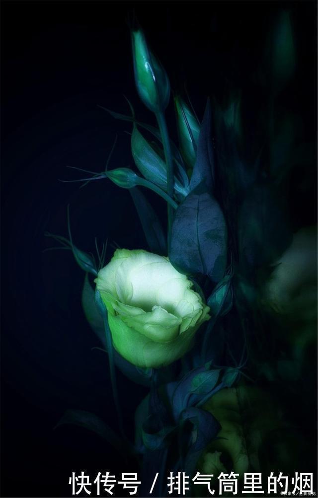 绿色的花朵见过吗这5种绿色花,各个都是珍品,见过的人不多