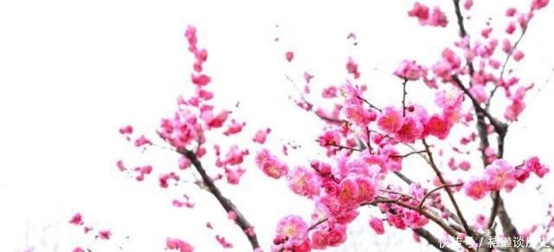 写得极为|陆游78岁时写下的这首咏梅诗,同样很经典,写出了最悲情的梅花