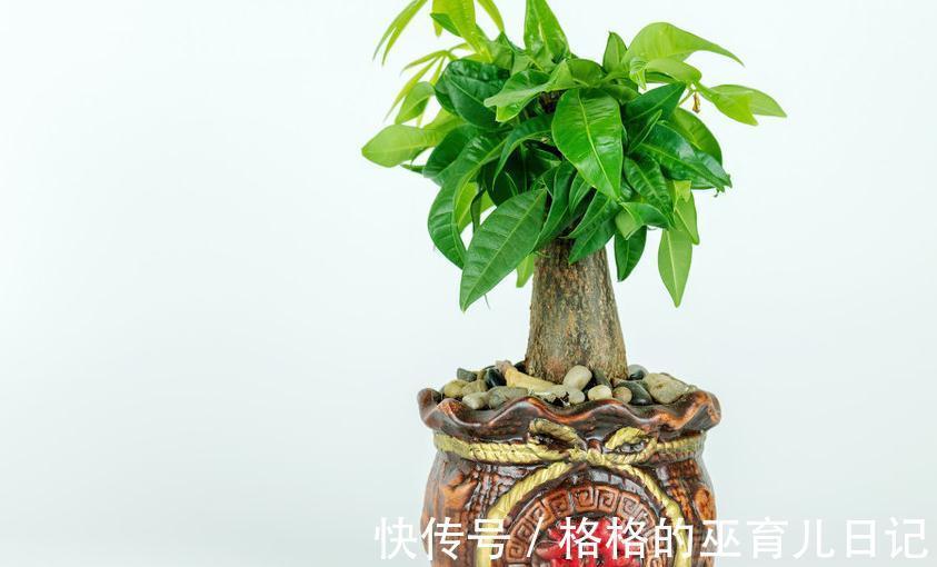 要想养好发财树,3个养护小知识必须要记牢,不然会出现枯枝败叶