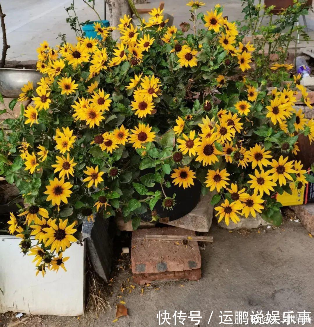 三角梅|30种夏天花,热不死、晒不死,大半年都开花,还没病虫害