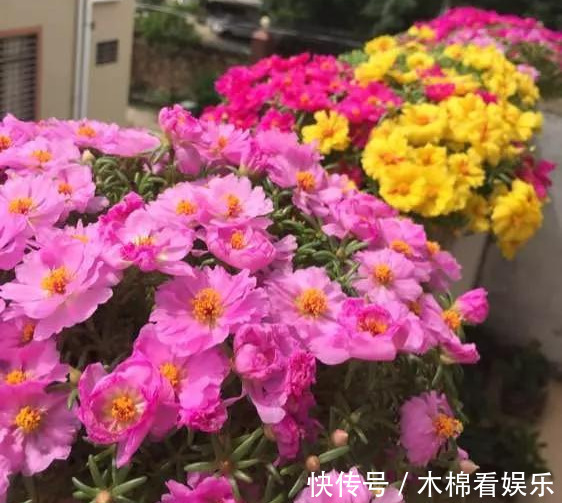 太阳花|咋“折腾”都不死的4种花,越修剪越旺,很难养死