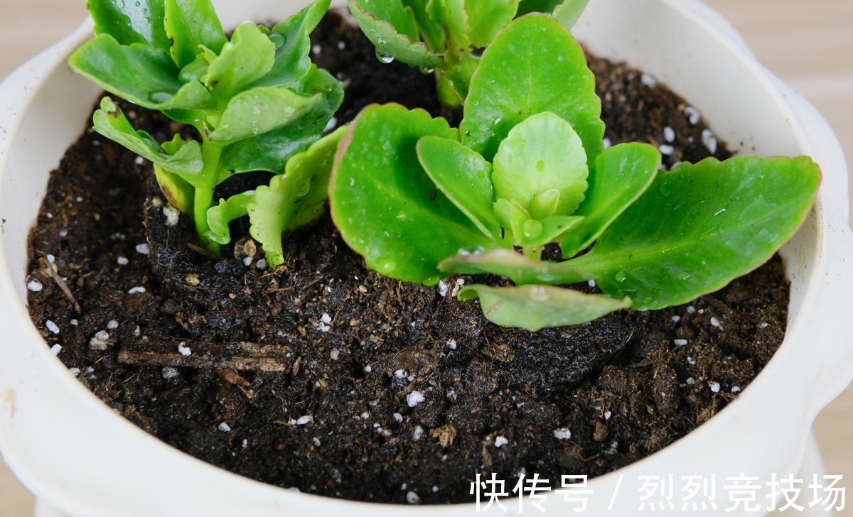 满盆|长寿花如何让它更“长寿”？仅需4步，小花苞就能开满盆