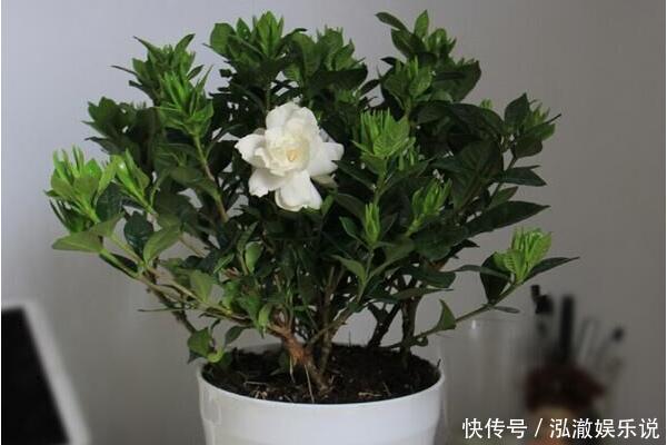 花盆|家里有这3种花,看到这几种“迹象”,别浇水了,先换盆才能养活