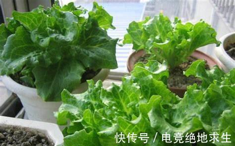 阳台养几盆蔬菜,只要稍微散射光就能促进它们良好生长