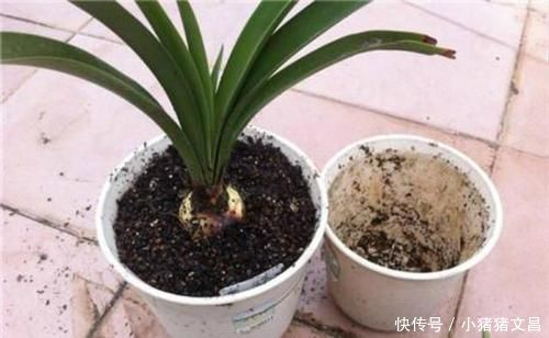 养花5年,总结出几个超实用养花技巧,5分钟学会,啥花都能活!