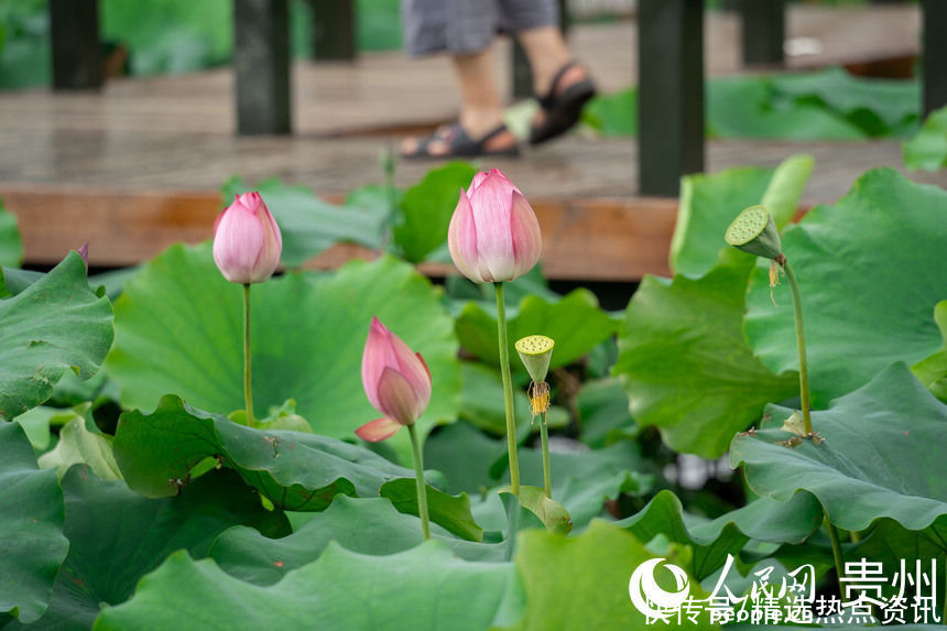 贵阳|贵阳白云：荷花盛开引客来