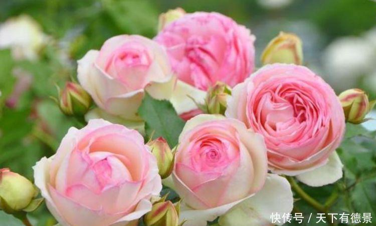 4种花一年四季开花不断，好养又漂亮，天天有花赏