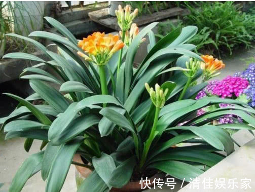 花卉|养绿萝、君子兰做好关键几点，不黄叶不烂根，叶子油绿，年年开花