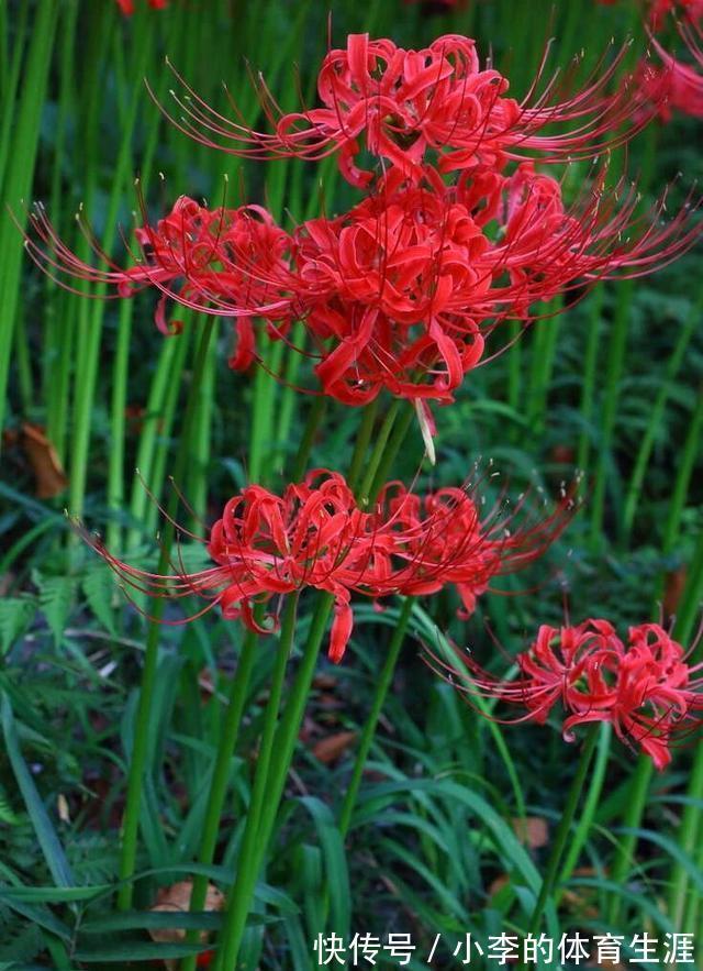 8种“小毒花”,叶子毒性大,家里若养着,光看别动它