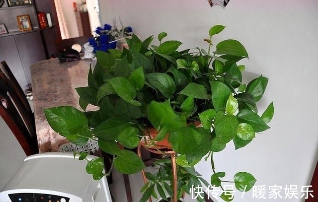 “这”几种花再喜欢也不要养,对“身体”不好,现在知道不晚