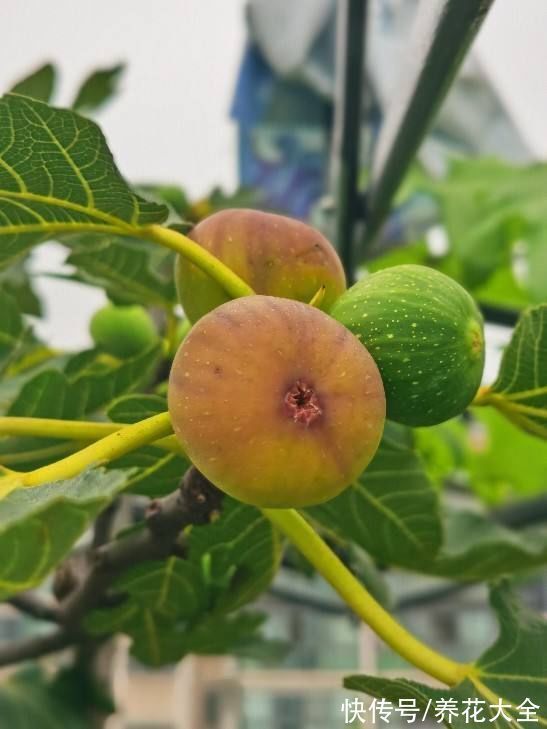 “家有果树,四季镇宅”,养盆果树,满枝结果有吉祥好兆头