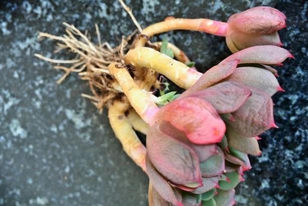 花友|提醒肉友换盆土,你弄清楚什么时候动手合适,如何操作了吗