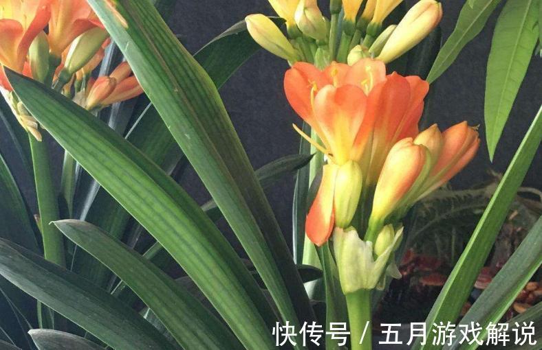 君子兰夹箭,不开花,学会这些小技巧,再也不夹箭,一年开2茬花