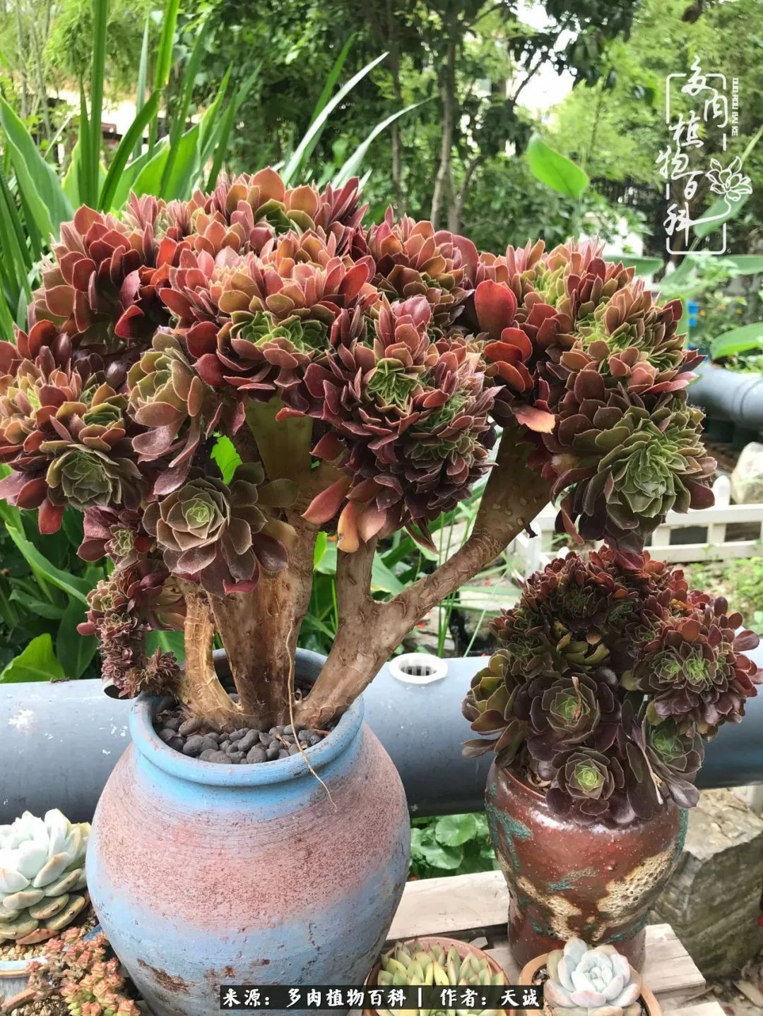 吃饱喝足，包邮区的多肉养精蓄锐准备渡劫！