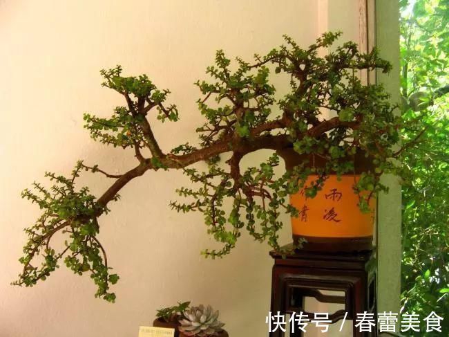 家人|最适合家人养的四种花,健康长寿又养心!