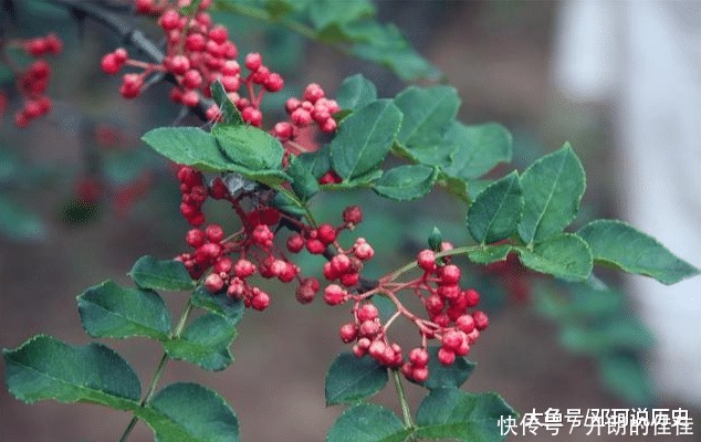 院子栽树有讲究,栽对能旺宅,这3种树不能出现!我家就栽错了